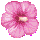 무궁화꽃